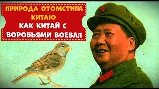 Страшная месть природы.Как Китай с воробьями воевал.Узнай Удивительное.