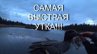 ОХОТА НА УТКУ! ЧИРОК САМАЯ БЫСТРАЯ УТКА В МИРЕ!