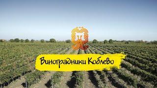 Виноградники Коблево. Удивительные места в Украине. Винзавод Коблево. Экскурсии Коблево