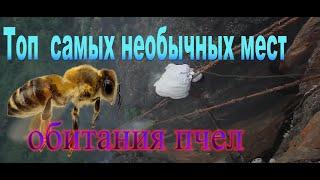Топ самых удивительных мест обитания пчёл.